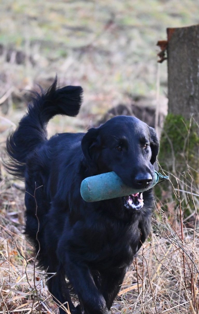 Der Datenchutz ist auf der Website gaertner-biskup.de für Witches Brew' Nobody Does It Better von sehr wichtiger Bedeutung!