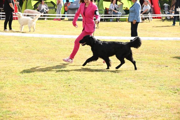 Witches Brew' Nobody Does It Better in der Championklasse auf der 118. Internal Dog Show Luxembourg