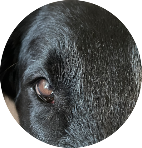 Flat Coated Retriever Witches' Brew Nobody Does It Better