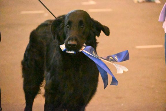 V2 SRA Kaunitz 2026 Witches' Brew Nobody Does It Better erhält den zweiten Platz auf der SRA Kaunitz 2026.