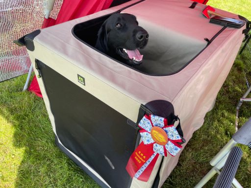 Auf der SRA DRC Hoisdorf – Tag 2 wird Witches Brew' Nobody Does It Better mit V1 bewertet 1. Platz auf der SRA DRC Hoisdorf – Tag 2 für den Flat Coated Retriever Witches Brew' Nobody Does It Better.