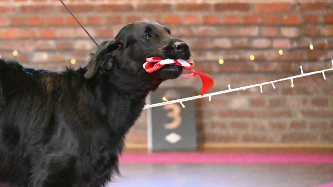 V1 SRA – Weihnachten 2025 Tag 2 Flat Coated Retriever Witches Brew' Nobody Doe erhält vorzüglich und Platz 1 bei Richter Hans Stigt