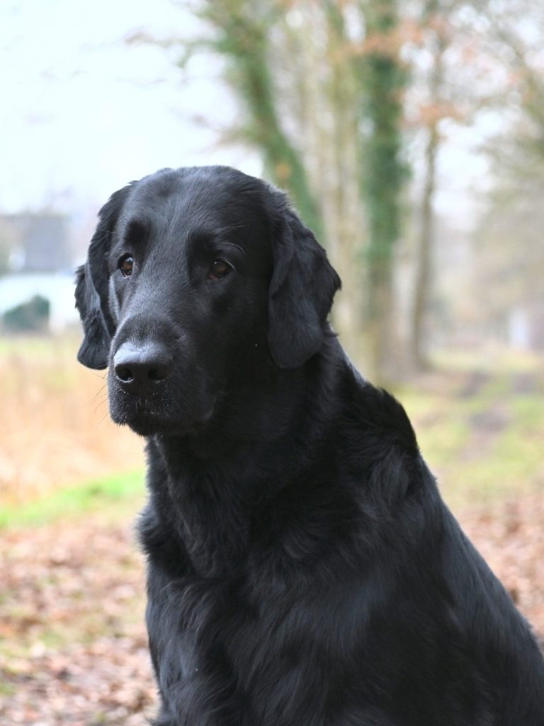 Zuchtrüde Witches' Brew Nobody Does It Better Der Zuchtrüde Witches' Brew Nobody Does It Better wird von uns liebevoll Jules genannt.