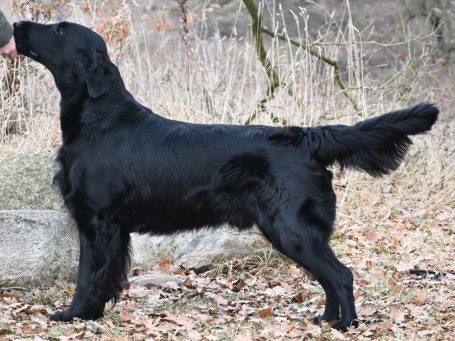 Flat Coated Retriever Witches' Brew Nobody Does It Better ist ein Apportierhund Der Flat Coated Retriever Witches' Brew Nobody Does It Better ist ein leidenschaftlicher Apportierend.