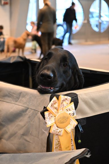 V3 SRA Kaunitz 2026 Witches' Brew Nobody Does It Better erhält ein vorzüglich für den dritten Platz.