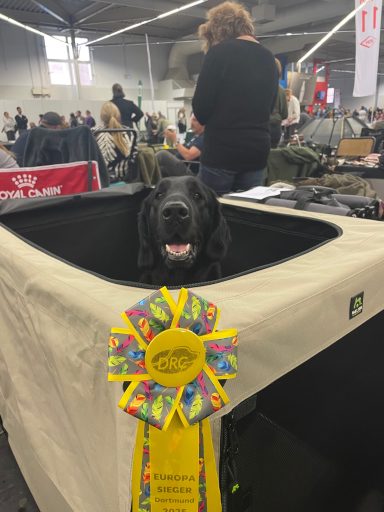 SB 3 für Witches Brew' Nobody Does It Better auf der Dortmund – Europasieger 2025 + Crufts Q Witches Brew' Nobody Does It Better wird auf der Dortmund – Europasieger 2025 + Crufts Q mit SG 3 bewertet.
